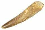 Fossil Spinosaurus Tooth - Real Dinosaur Tooth #218448-1